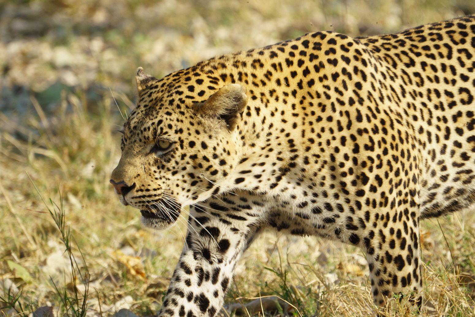 Leopard, Moremi Game Reserve, Botswana